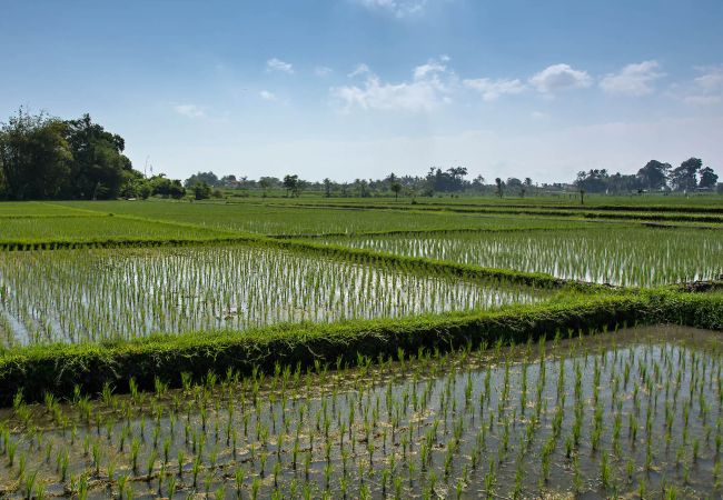 Villa en Mengwi -  Seseh Beach Villa II - Villa de lujo enfrente la playa de Bali  Villa en Mengwi -  Seseh Beach Villa II - Villa de lujo enfrente la playa de Bali