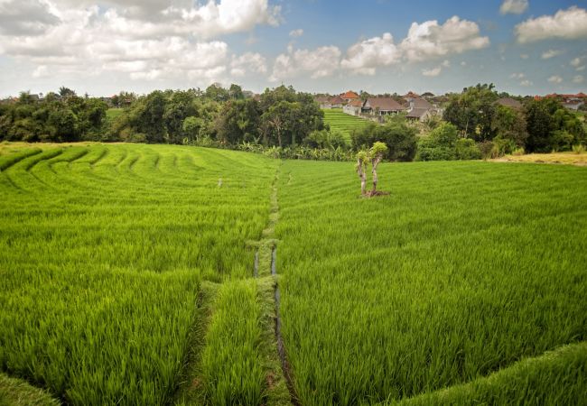 Villa in Canggu - Yenian- 5 bedroom house with pool in Bali